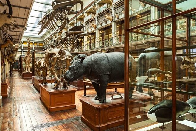 The Dead Zoo, le musée d'histoire naturelle d'Irlande — Dublin 2