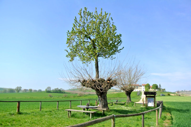 Uma cerejeira a crescer no topo de uma amoreira. - 4 | Secret World Trip Planner