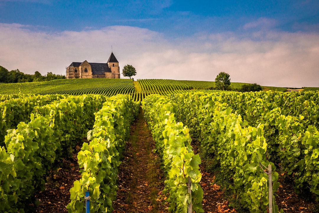 Unesco | Le Champagne et ses vignobles - Champagne | Secret World Trip Planner