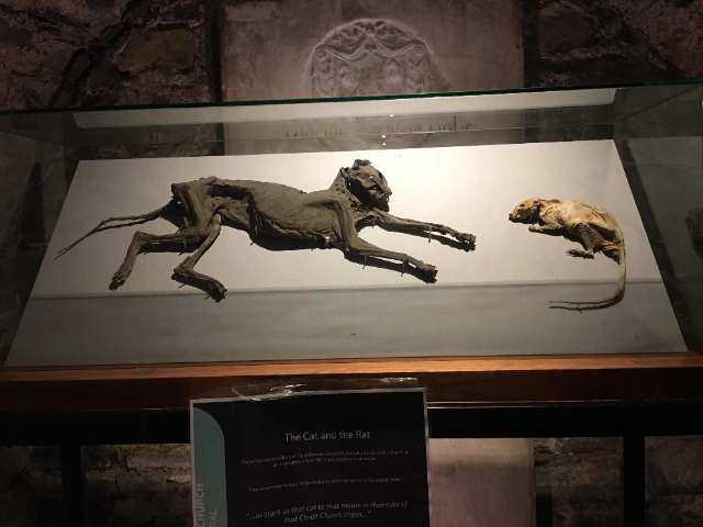 Le Chat et le Rat momifiés — Dublin 8