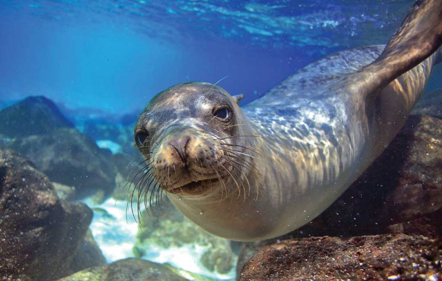 Parco Nazionale Marino di Alonnisos e Sporadi Settentrionali - Alonnisos | Secret World Trip Planner