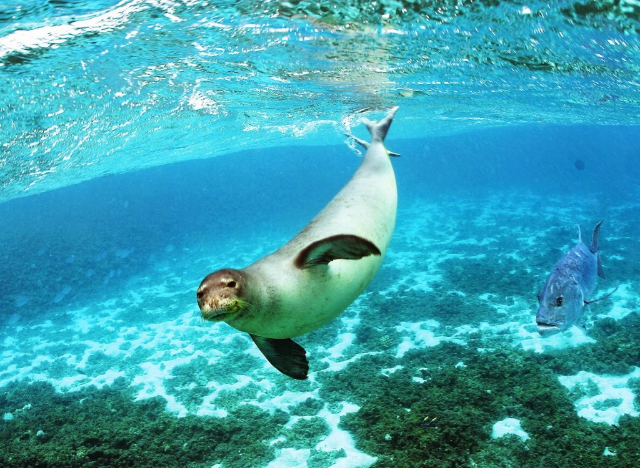 Parco Nazionale Marino di Alonnisos e Sporadi Settentrionali - Alonnisos | Secret World Trip Planner