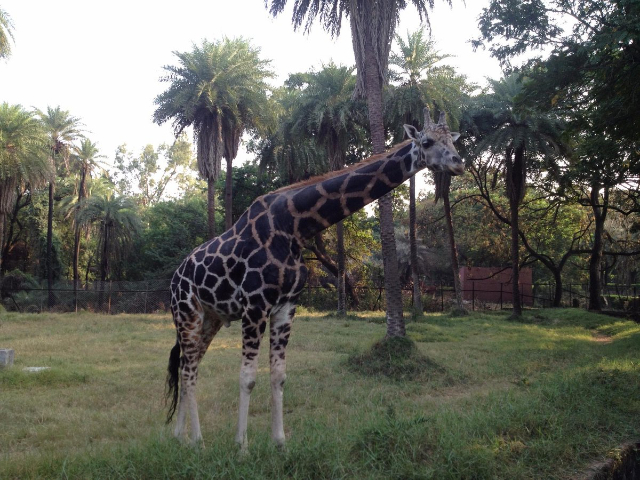 Nehru Zoological Park - Hyderabad | Secret World Trip Planner