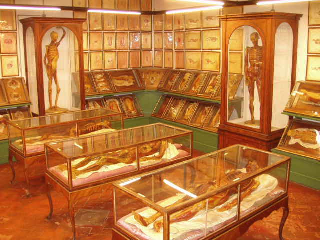 Musée de cire anatomique - Cagliari | Secret World Trip Planner