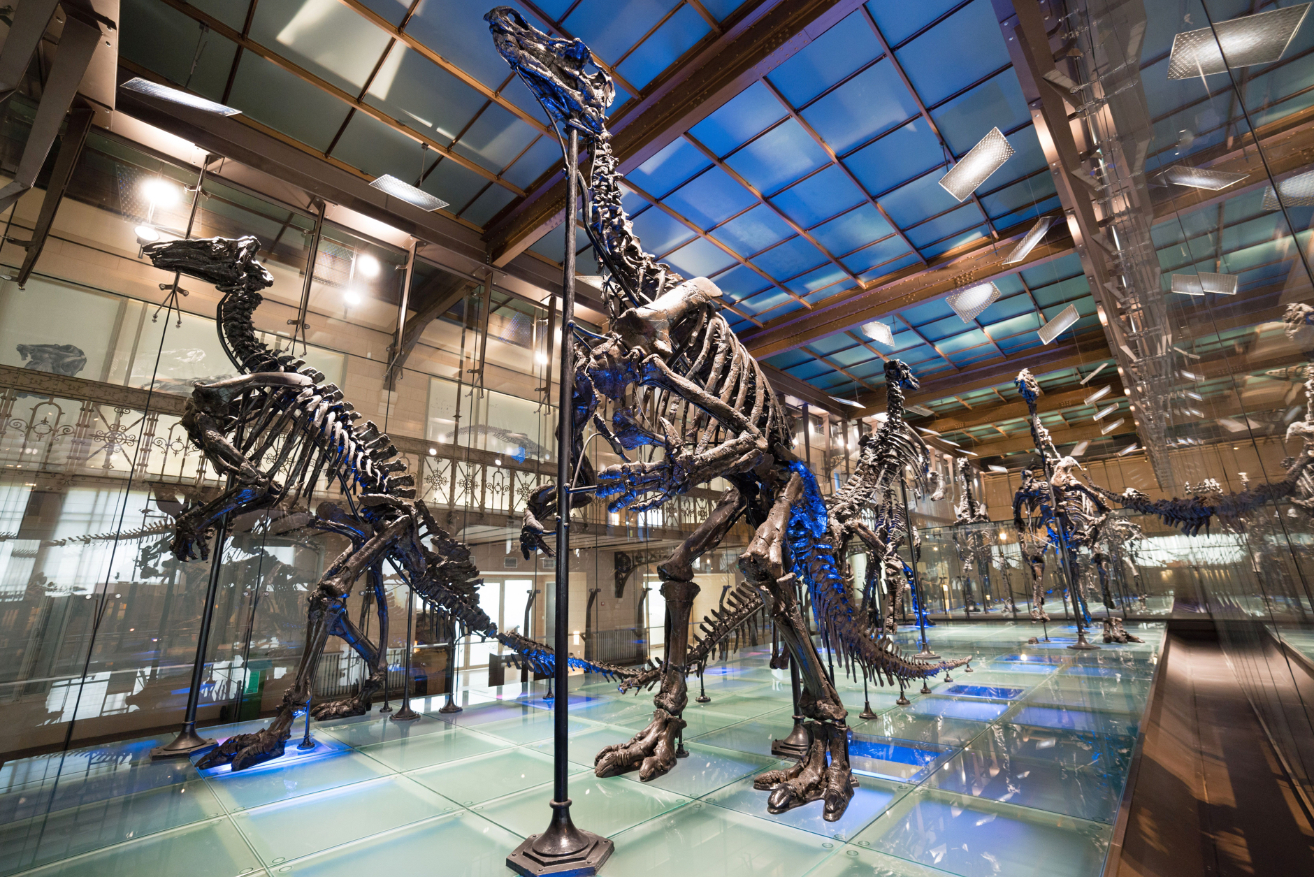 Muséum des Sciences Naturelles (Natural Sciences Museum) — Bruxelles