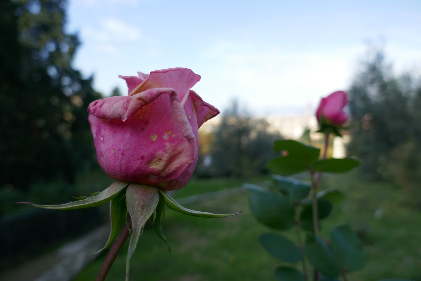 Rose Garden, um Florence bucolic rose garden - Firenze | Secret World Trip Planner