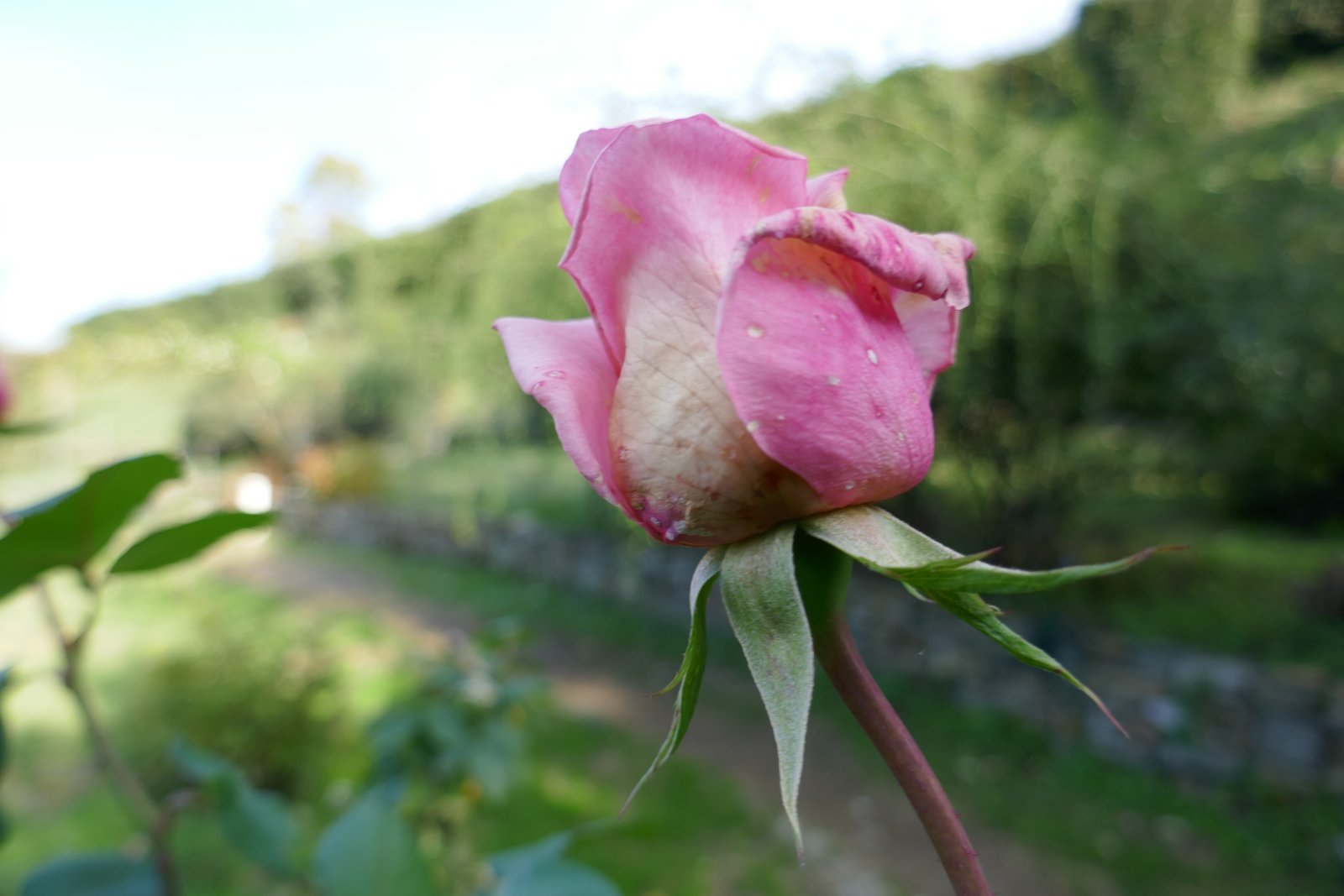 Rose Garden, um Florence bucolic rose garden - Firenze | Secret World Trip Planner