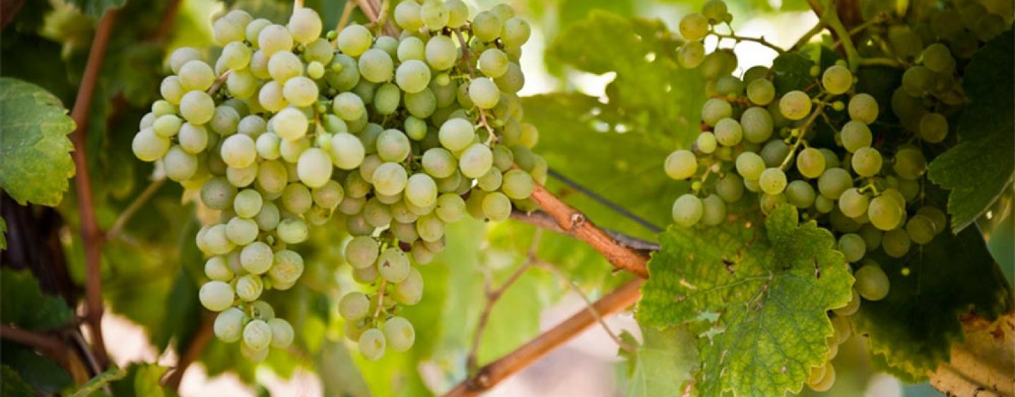 Fiano di Avellino DOCG - Provincia di Avellino | Secret World Trip Planner