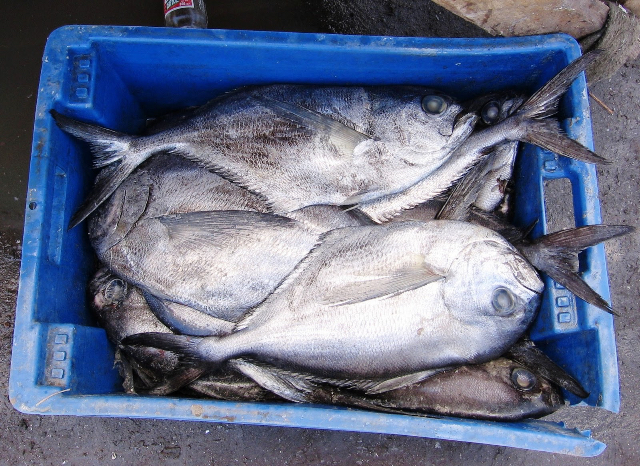 Produits typiques de la région des lacs - Frutillar | Secret World Trip Planner