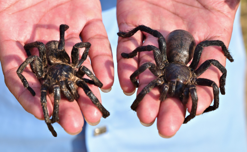 Araignée frite - Cambodge | Secret World Trip Planner