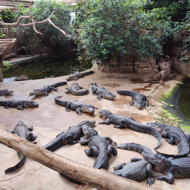 Baie des Alligators - Beauvoir | Secret World Trip Planner