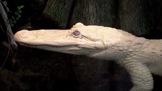 Baie des Alligators - Beauvoir | Secret World Trip Planner