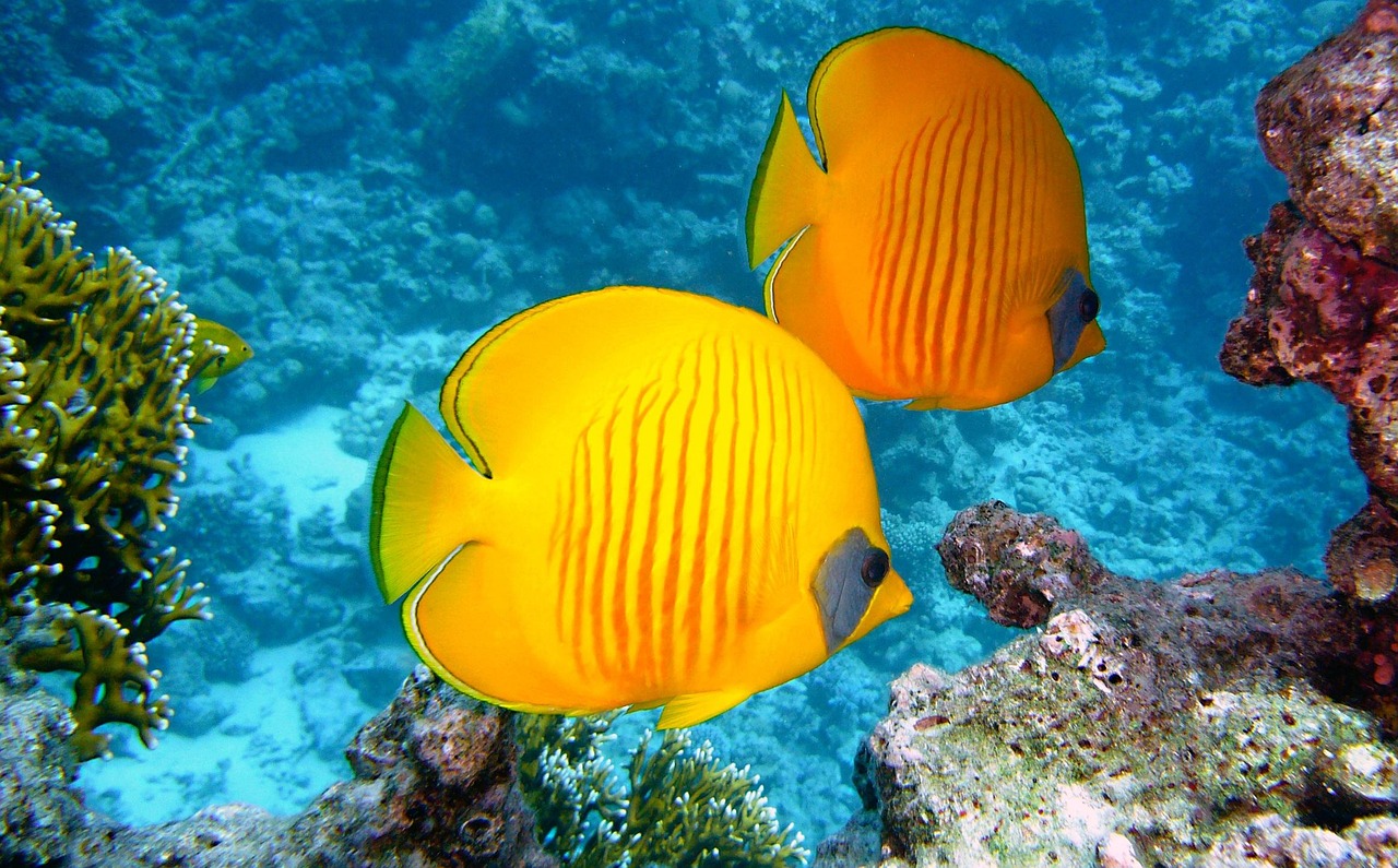 The world's largest reef system, the Great Barrier Reef - Grande barriera corallina | Secret World Trip Planner