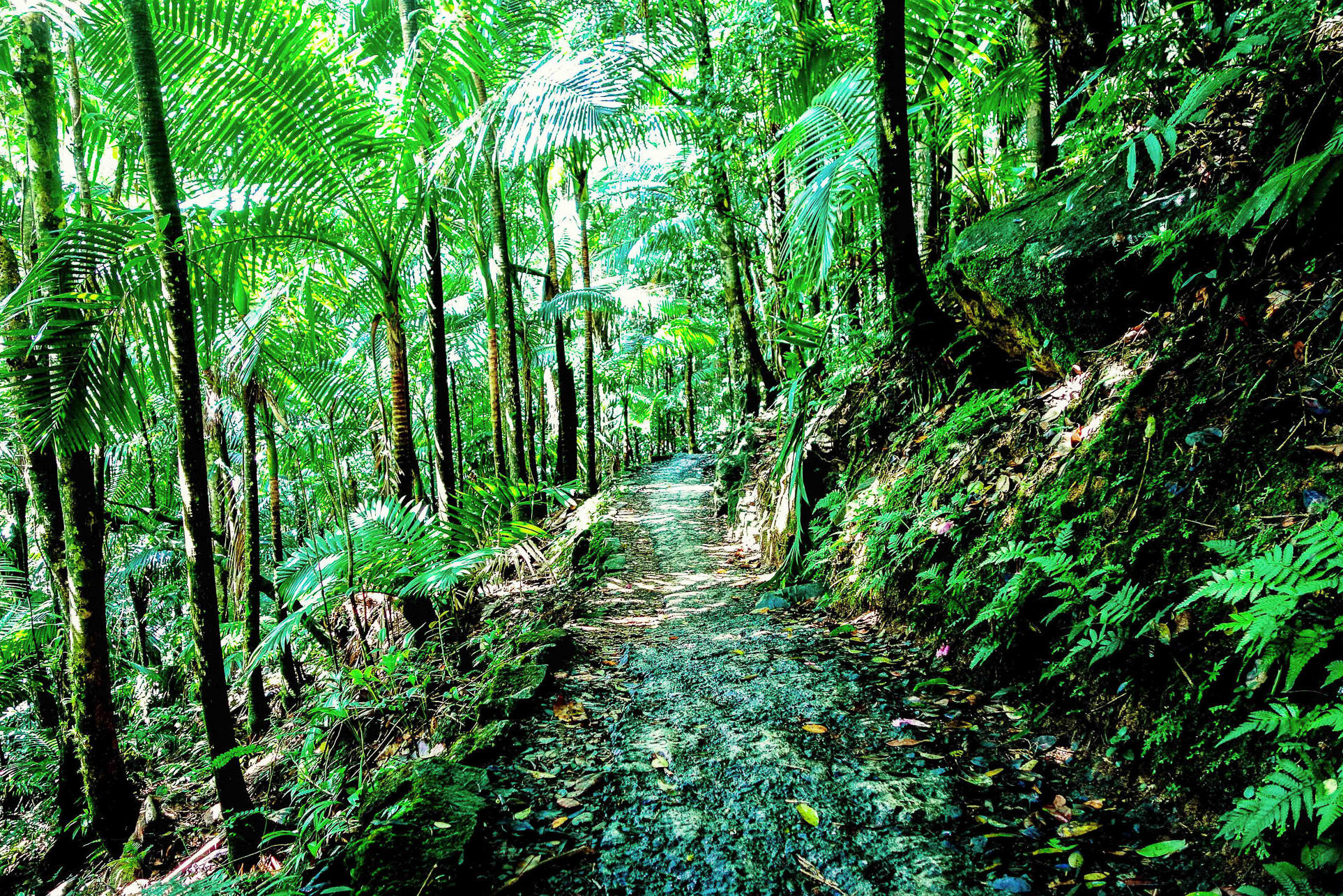 El Yunque est une forêt tropicale humide unique