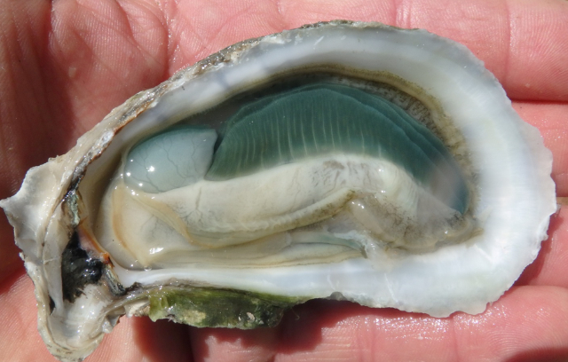 Huîtres vertes - Carolina Beach | Secret World Trip Planner