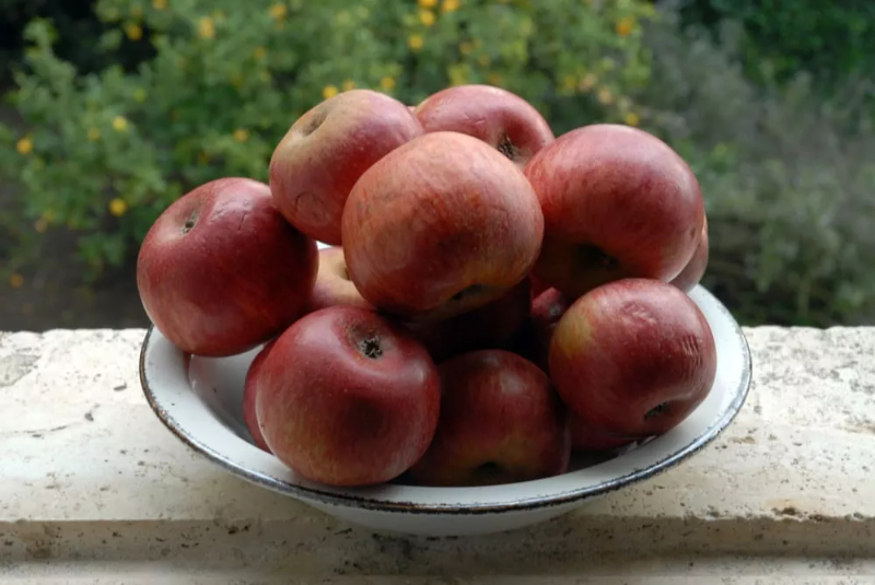 Apple Annurca, królowa jabłek - Valle di Maddaloni | Secret World Trip Planner
