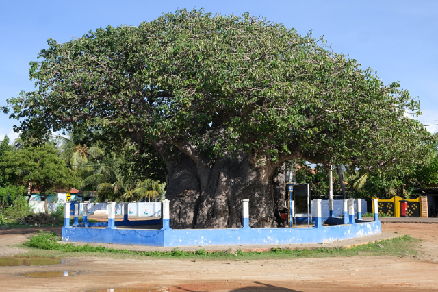 Le baobab de Pallimunai - Mannar | Secret World Trip Planner