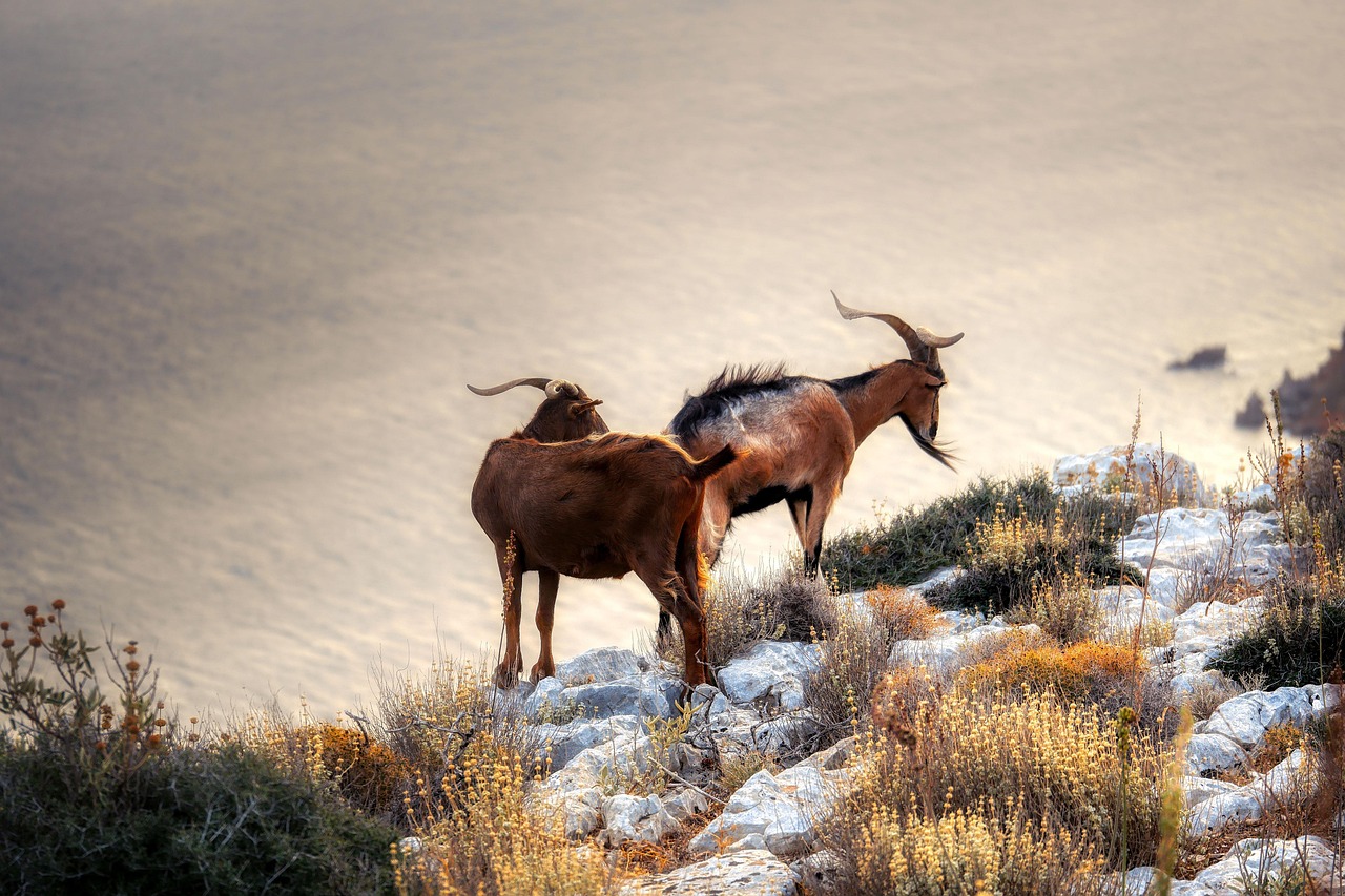 Nereto-style goat - Nereto | Secret World Trip Planner