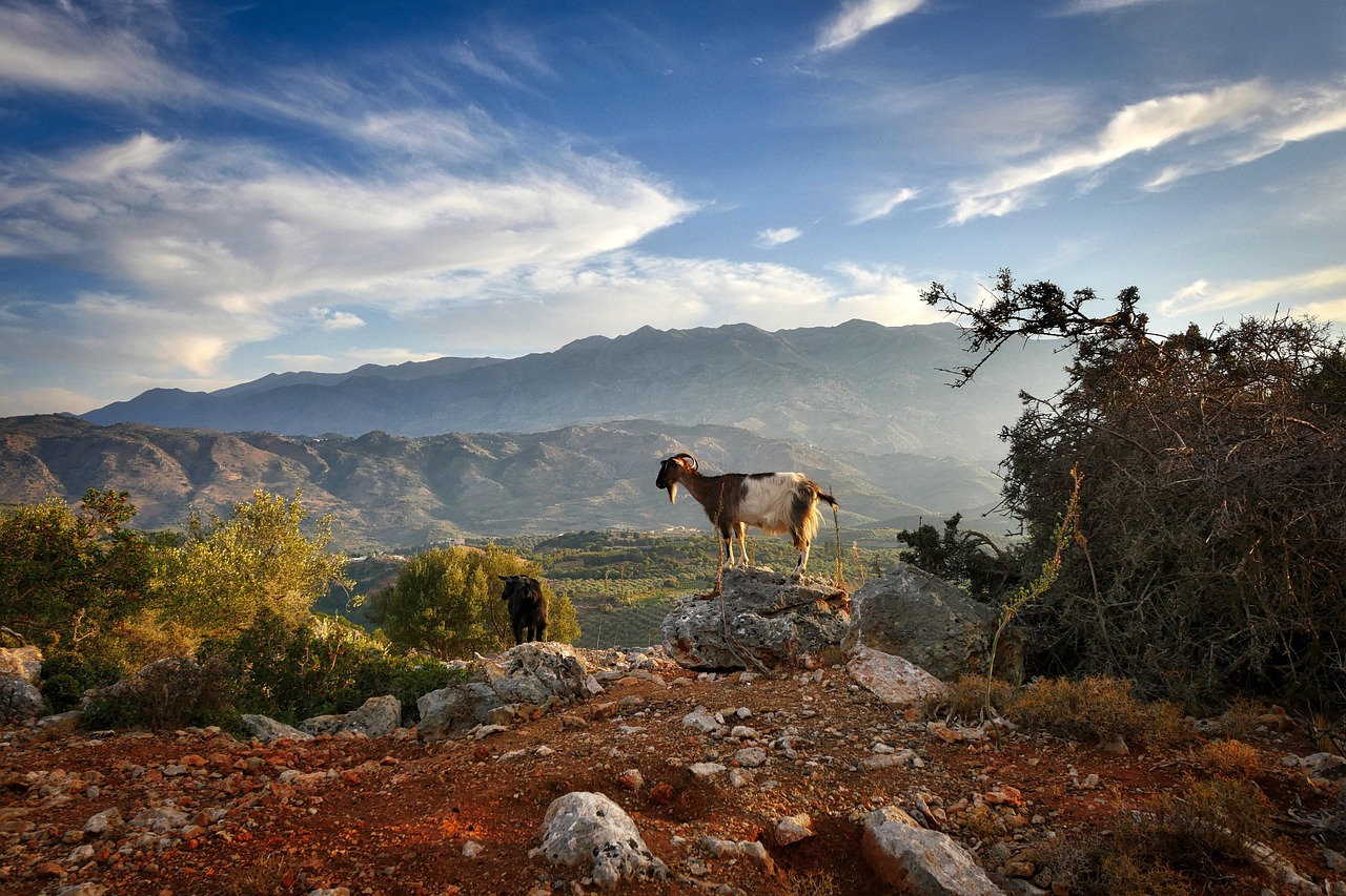 Nereto-style goat - Nereto | Secret World Trip Planner