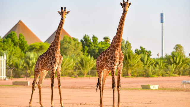 Riyadh Zoo: un viaggio tra natura e meraviglia - Riyadh | Secret World Trip Planner