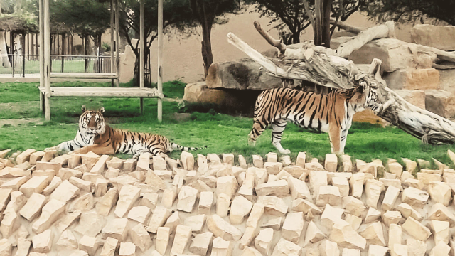 Riyadh Zoo: un viaggio tra natura e meraviglia - Riyadh | Secret World Trip Planner