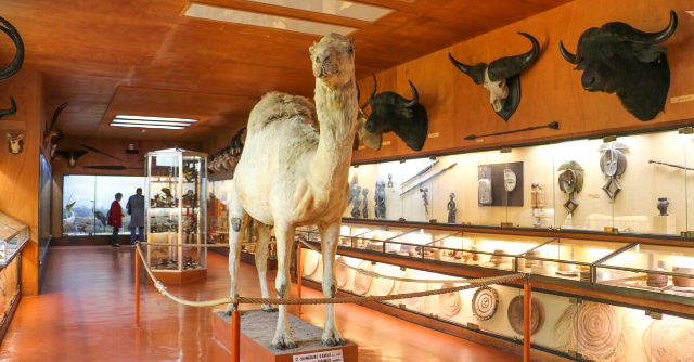 Napoleon Bonaparte's Camel - Île-d'Aix | Secret World Trip Planner