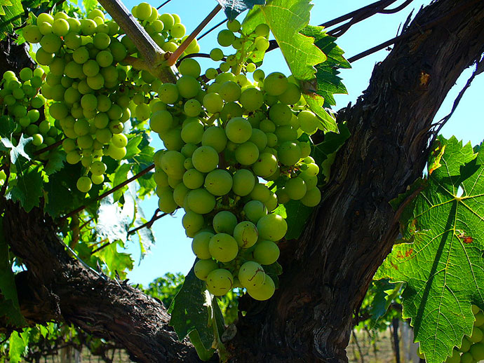 Vin Trebbiano d'Abruzzo Doc - Abruzzo | Secret World Trip Planner