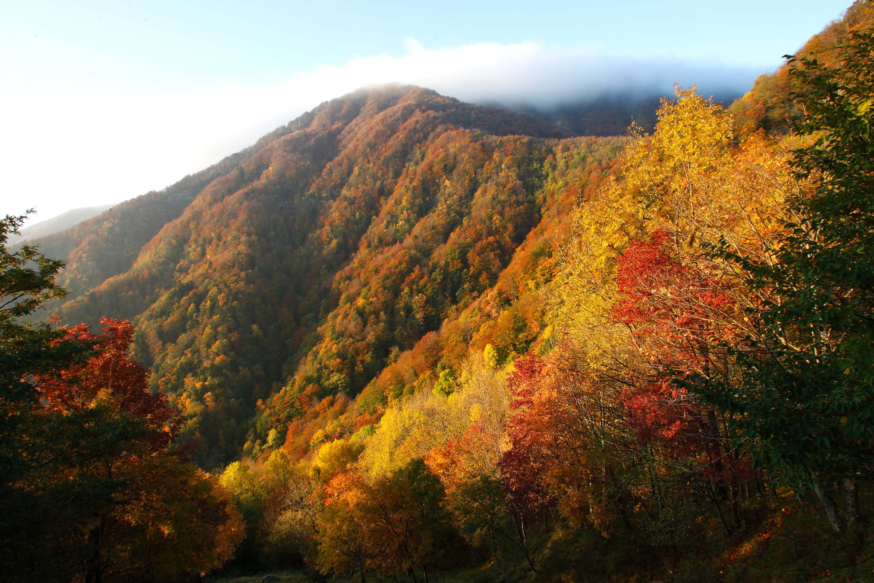 Parco Nazionale delle Foreste Casentinesi, Monte Falterona e Campigna - Arezzo | Secret World Trip Planner