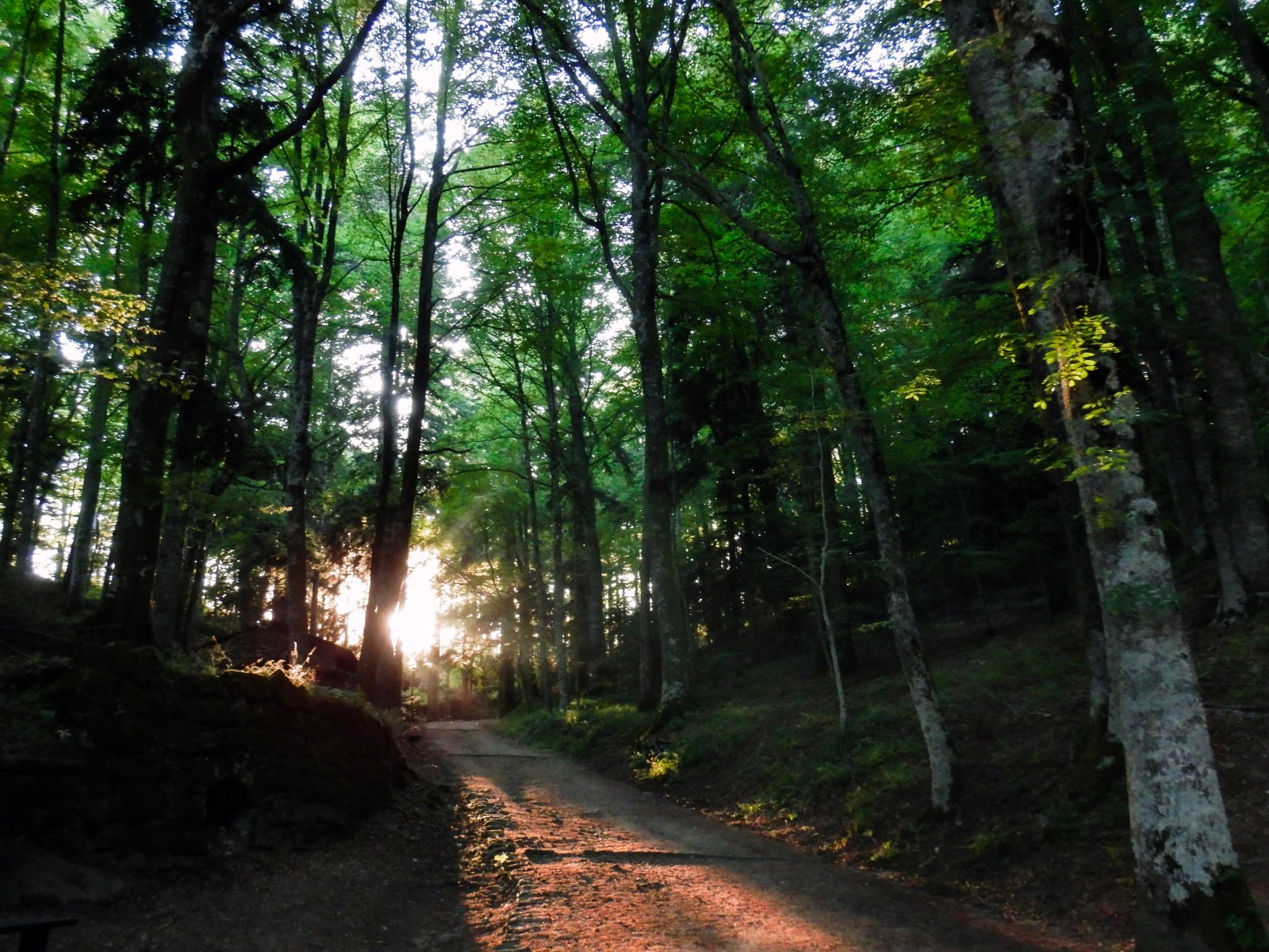 Parco Nazionale delle Foreste Casentinesi, Monte Falterona e Campigna - Arezzo | Secret World Trip Planner