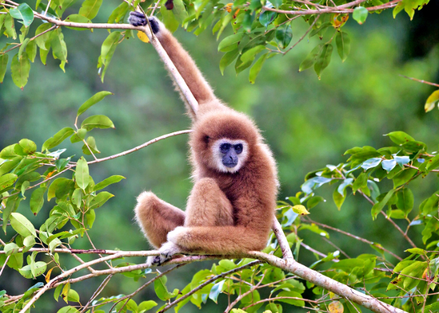 Parco Nazionale di Khao Yai - Provincia di Nakhon Ratchasima | Secret World Trip Planner