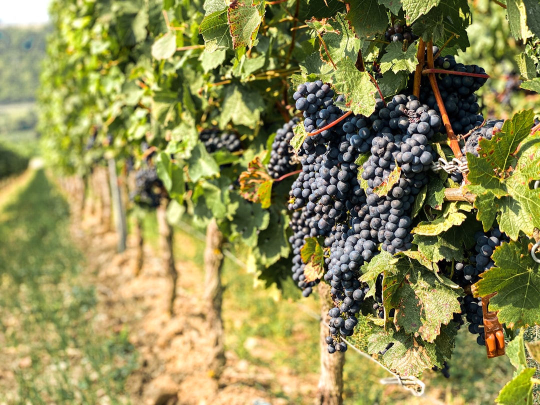 Sangiovese DOC di Romagna - Cesena | Secret World Trip Planner