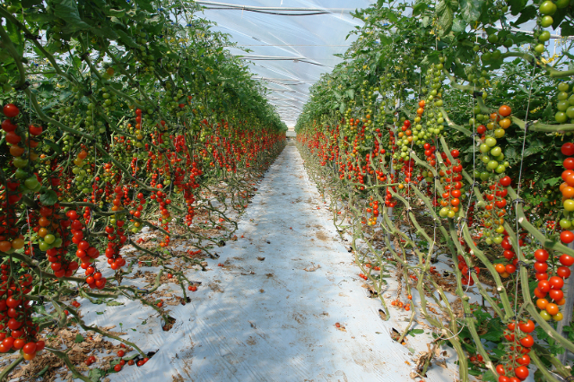 Pachino Tomato - Pachino | Secret World Trip Planner