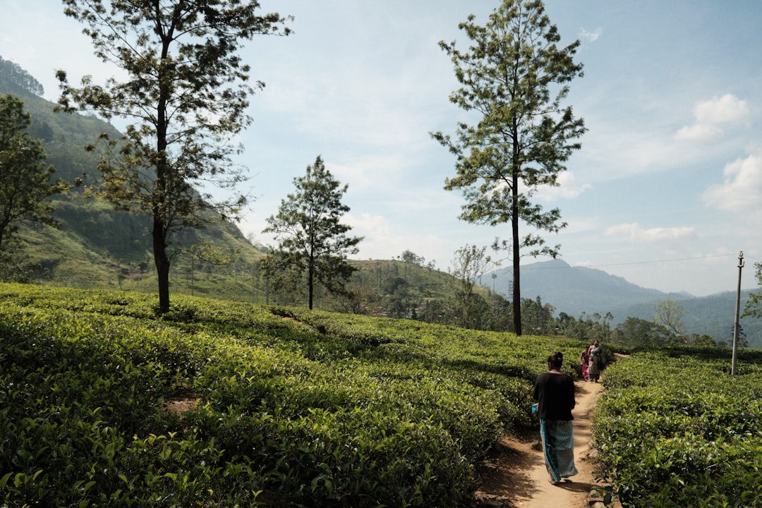 Le Srilanka est l'une des îles voisines de l'Inde et est surtout connu pour ses - Distretto di Nuwara Eliya | Secret World Trip Planner