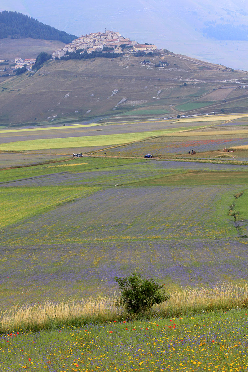 Pembungaan Castelluccio - Castelluccio | Secret World Trip Planner
