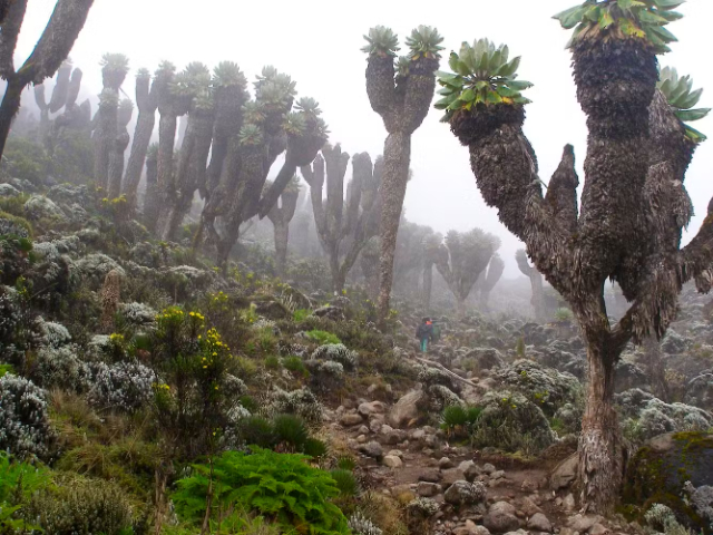 I giganti del Kilimanjaro - Mount Kenya National Park | Secret World Trip Planner