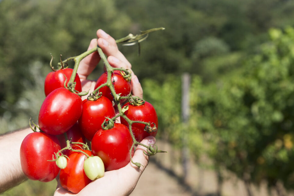 König Umberto Tomate - Tramonti | Secret World Trip Planner