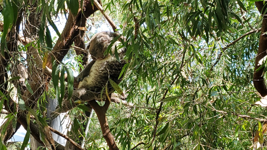 Perth's small but popular Zoo - South Perth | Secret World Trip Planner