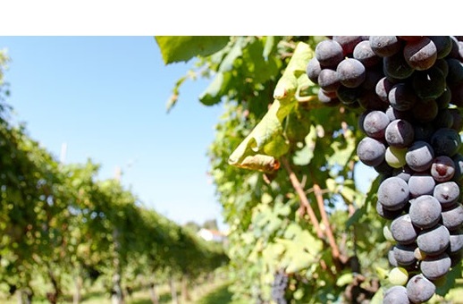 Vini italiani: Ciliegiolo - Amelia | Secret World Trip Planner
