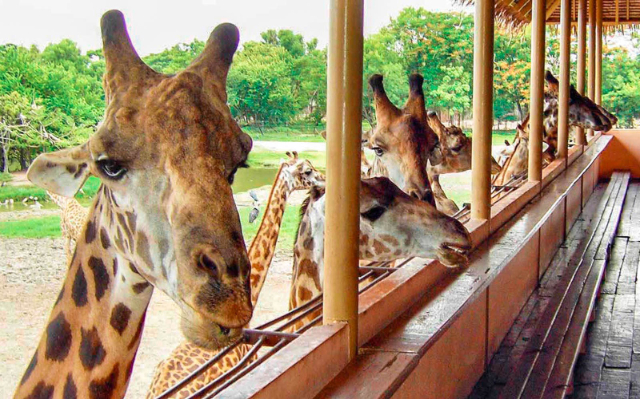 Safari-Welt Bangkok - Khet Khlong Sam Wa | Secret World Trip Planner