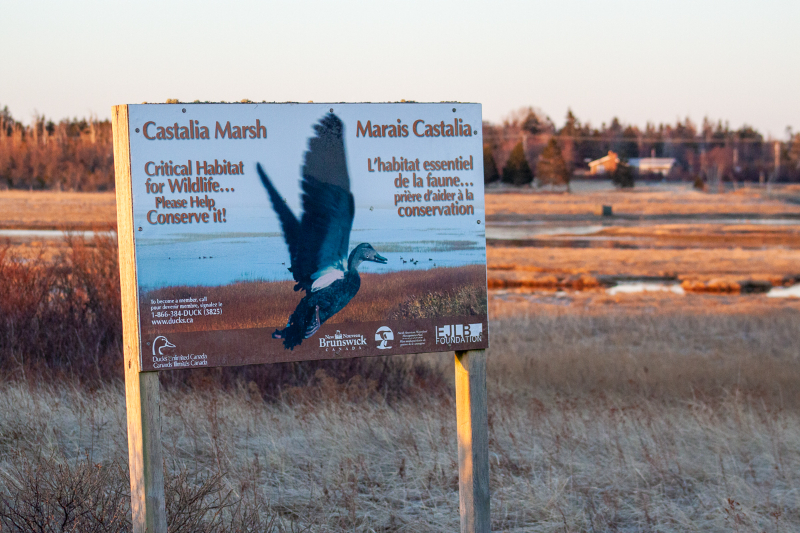Palude Castalia - Grand Manan | Secret World Trip Planner