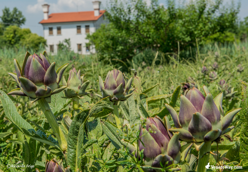 Sant ' Erasmo artišoks - Venezia | Secret World Trip Planner