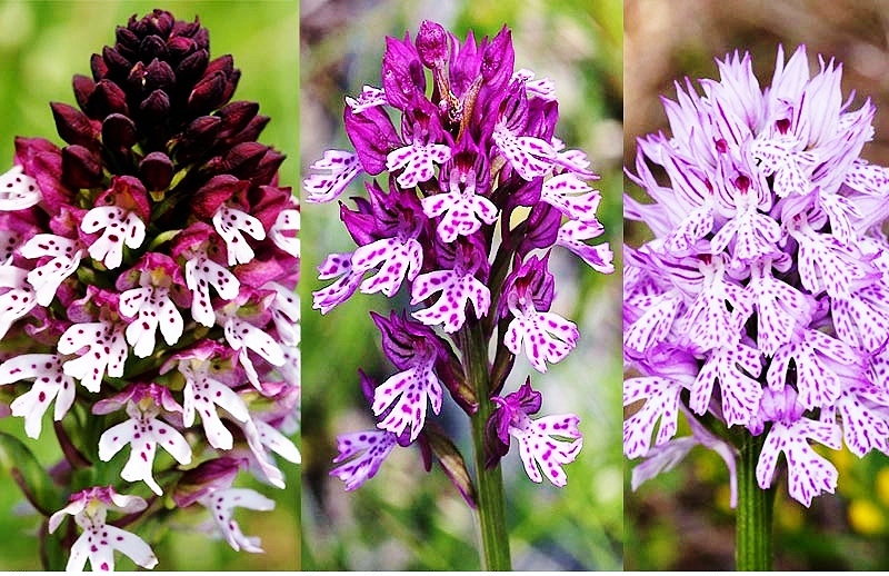The Valley of Orchids in Sassano - Sassano | Secret World Trip Planner