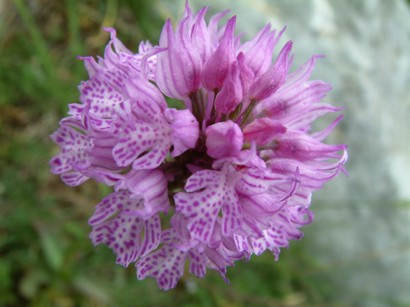 The Valley of Orchids in Sassano - Sassano | Secret World Trip Planner