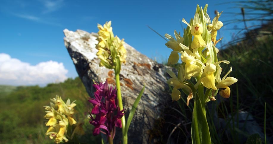 The Valley of Orchids in Sassano - Sassano | Secret World Trip Planner