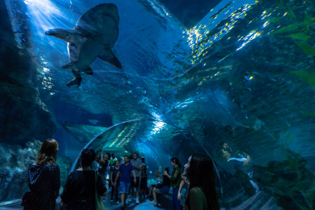 Meeresleben Bangkok Ocean World - Khet Pathum Wan | Secret World Trip Planner