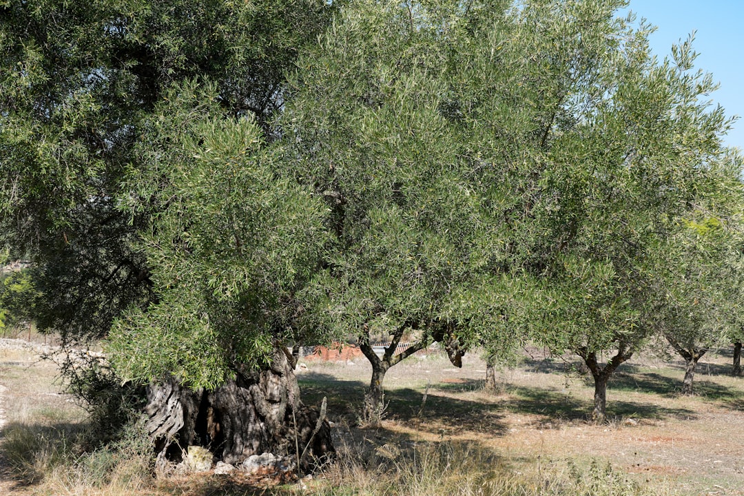Oliva Racioppella - Guardia Sanframondi | Secret World Trip Planner