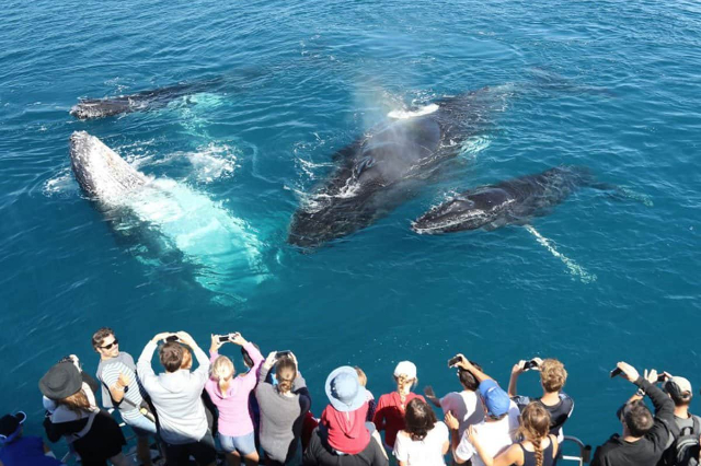 Avvista le balene a Mirissa - Mirissa | Secret World Trip Planner