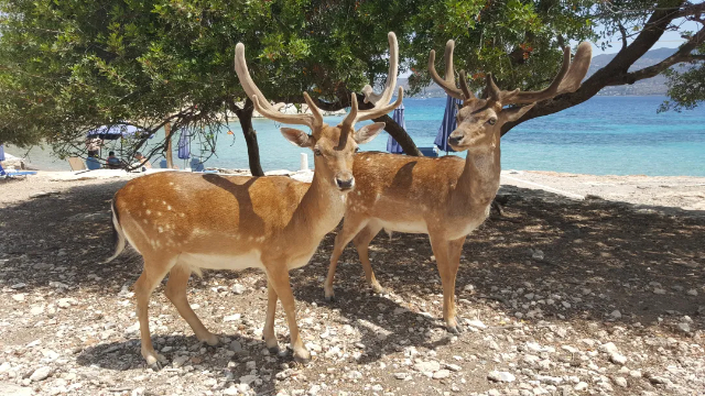 Moni Islet: A Slice of Unspoiled Paradise Just a Boat Ride Away - Moni Eginas | Secret World Trip Planner