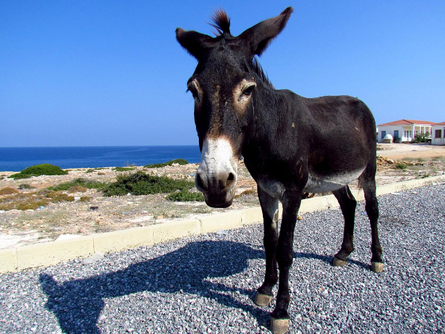 The Donkeys of Dipkarpaz National Park: Cyprus' Unique Inhabitants - Dipkarpaz | Secret World Trip Planner