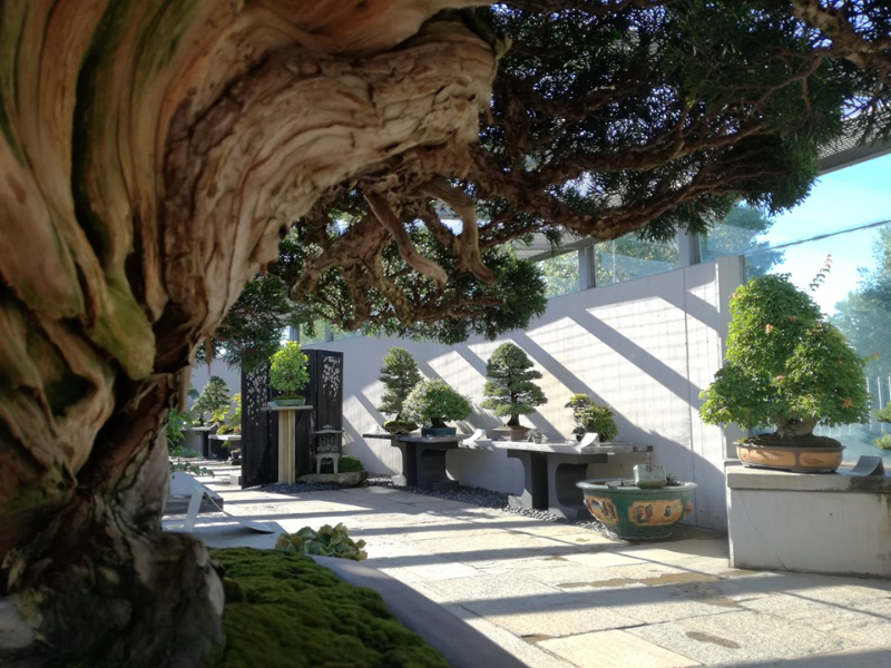 クレスピ盆栽館 - Crespi Bonsai | Secret World Trip Planner